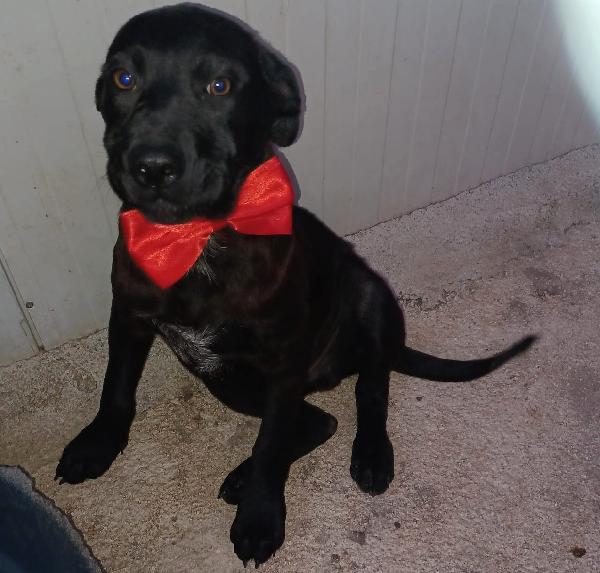 IL TENERO SIMON Foto 2