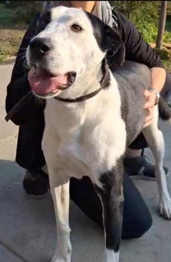 Teky mix Amstaff femmina quasi 5anni aspetta da anni.CREMONA Foto 2