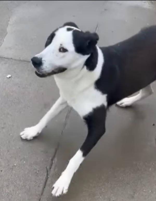 Teky mix Amstaff femmina quasi 5anni aspetta da anni.CREMONA Foto 4