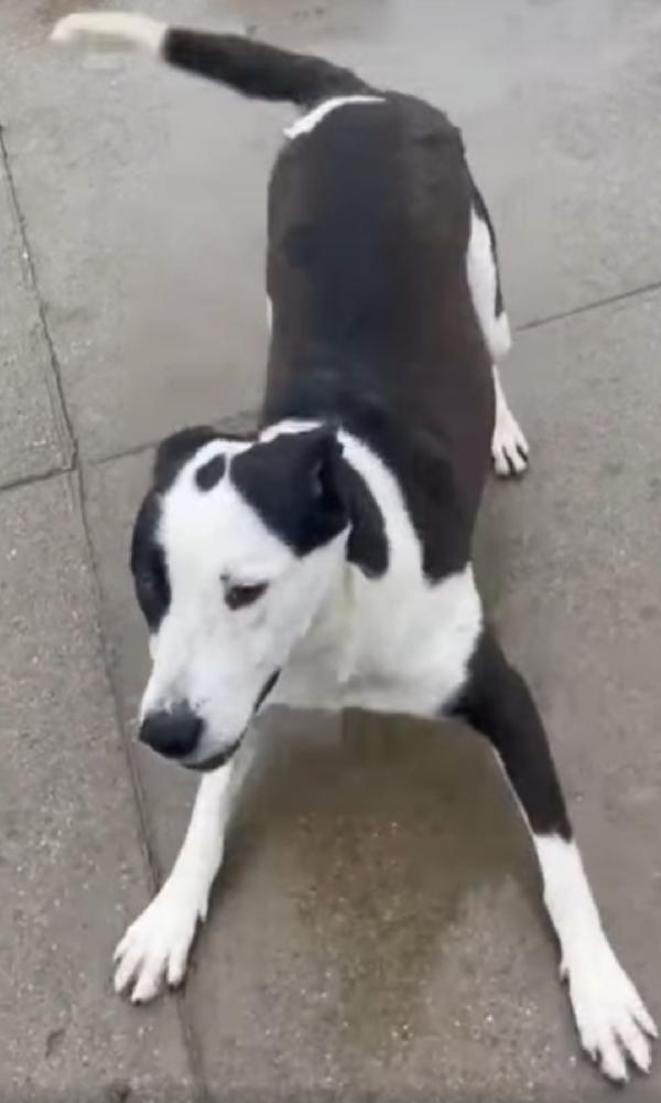 Teky mix Amstaff femmina quasi 5anni aspetta da anni.CREMONA Foto 5