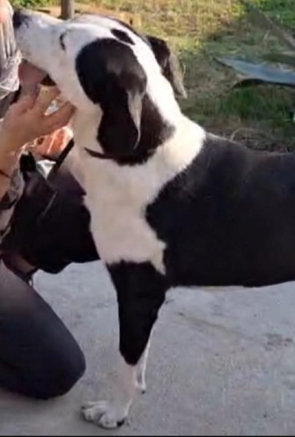 Teky mix Amstaff femmina quasi 5anni aspetta da anni.CREMONA Foto 7