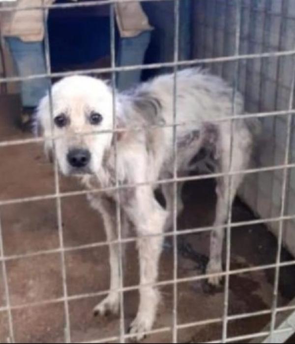 Salvo 9anni tolto ad 1aguzzino anni fa. NAPOLI Foto 6