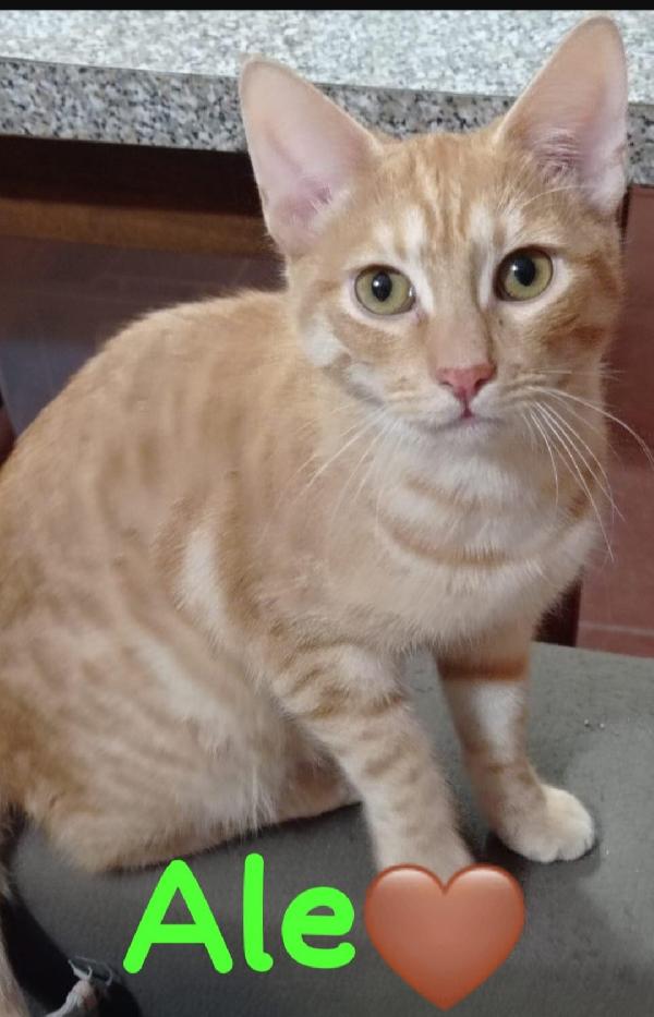 Ale E Franz Mici Rossi 9/10Mesi Splendidi Roma