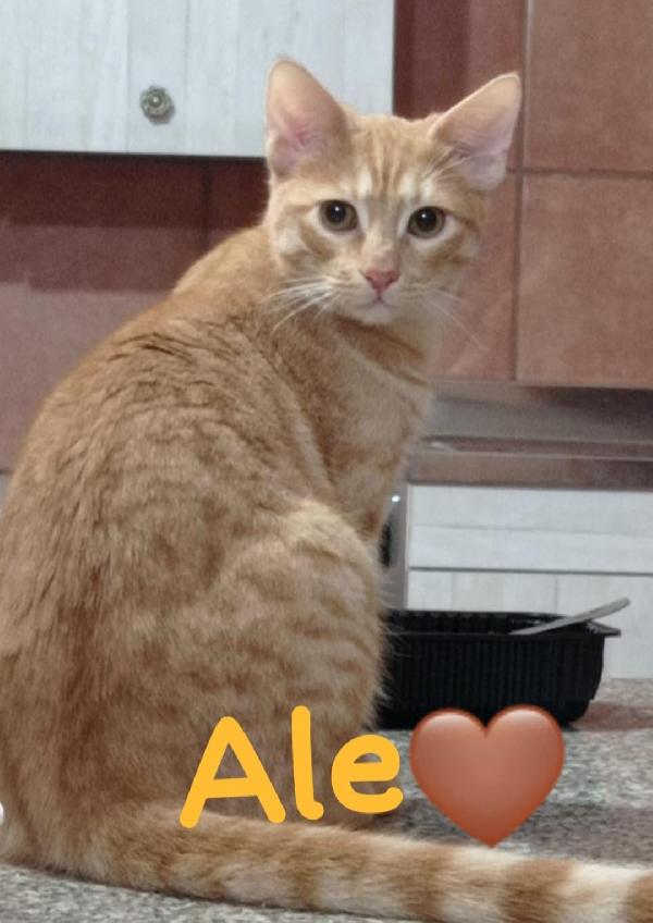 Ale e Franz mici rossi 9/10mesi splendidi ROMA Foto 2