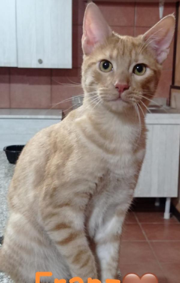 Ale e Franz mici rossi 9/10mesi splendidi ROMA Foto 3