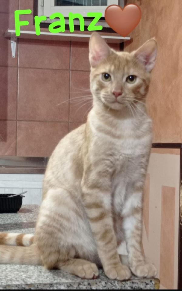 Ale e Franz mici rossi 9/10mesi splendidi ROMA Foto 4