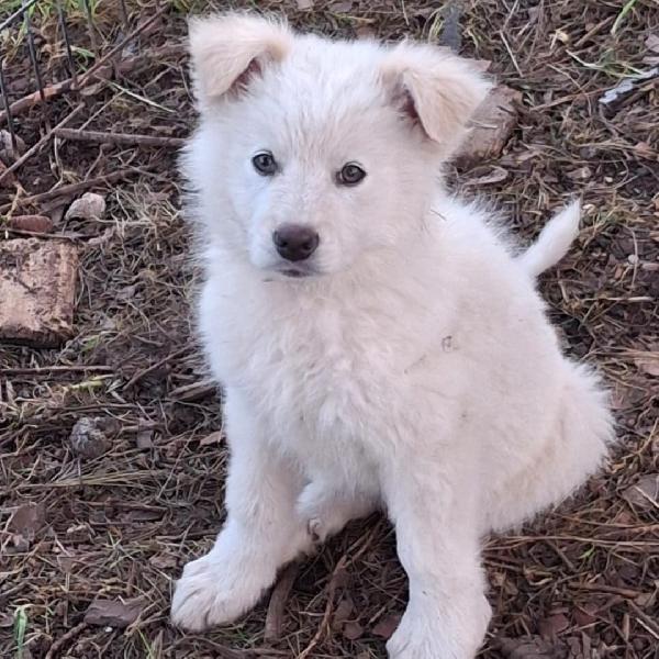 Gaia😻🦮💘 Foto 2