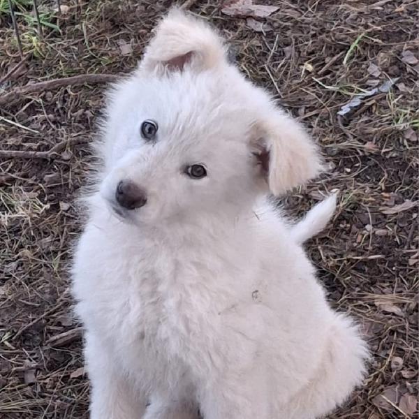 Gaia😻🦮💘 Foto 5