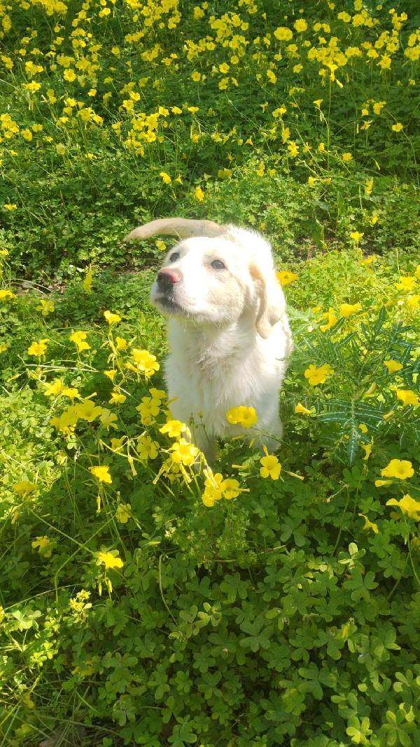 UNA MAMMA PER LISA Foto 4