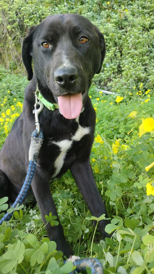 Molly Mix Labradorina 