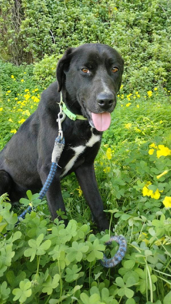 MOLLY MIX LABRADORINA  Foto 2