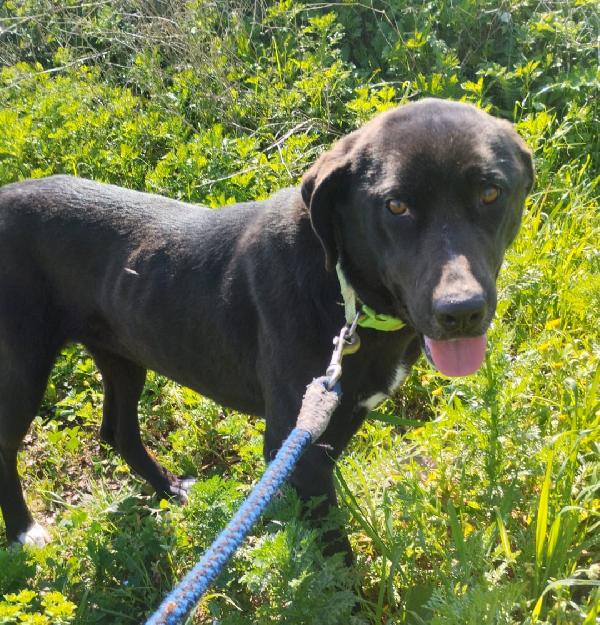 MOLLY MIX LABRADORINA  Foto 3