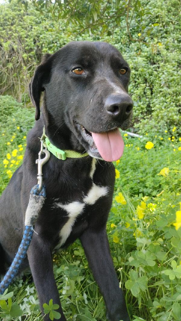 MOLLY MIX LABRADORINA  Foto 4