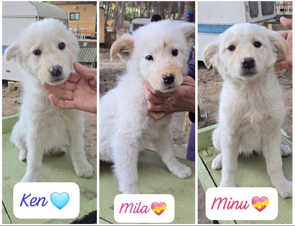 Ken Mila Minù Cuccioli Di 3 Mesi Cercano Casa 