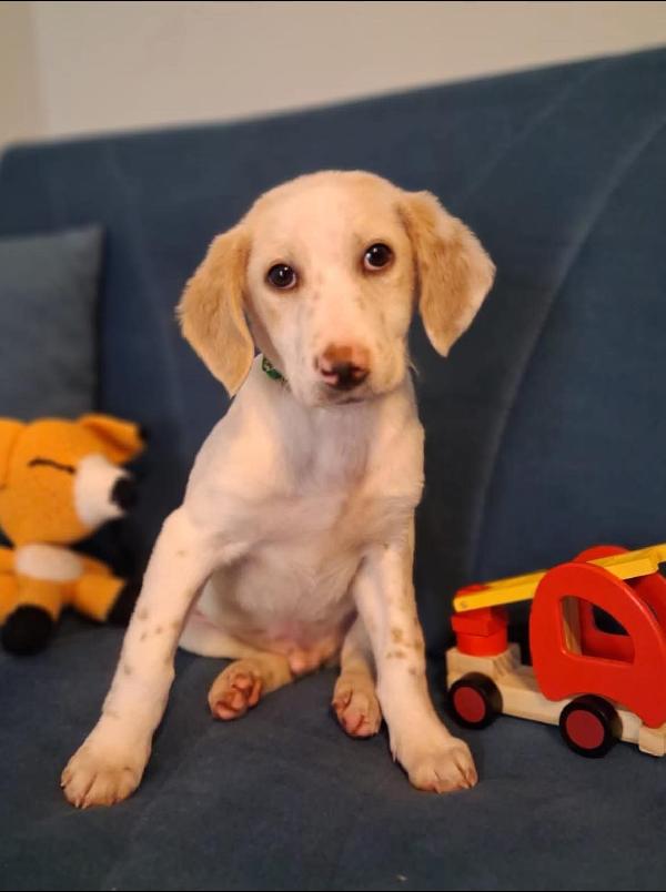 Clyde cer a casa Foto 2