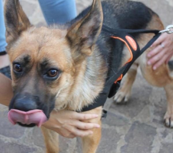 Pastore Tedesco Femmina 3Anni E1/2Cieca Scarto Di Allevamento Sud