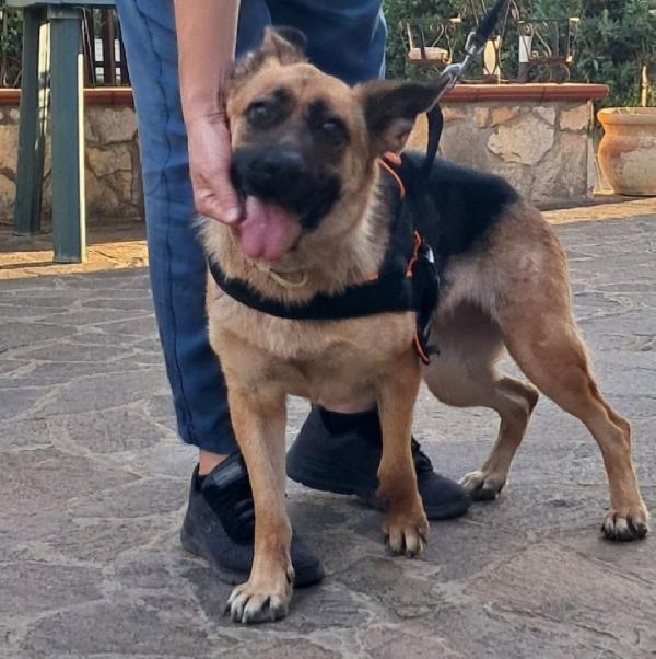 Pastore tedesco femmina 3anni e1/2CIECA scarto di allevamento SUD Foto 2