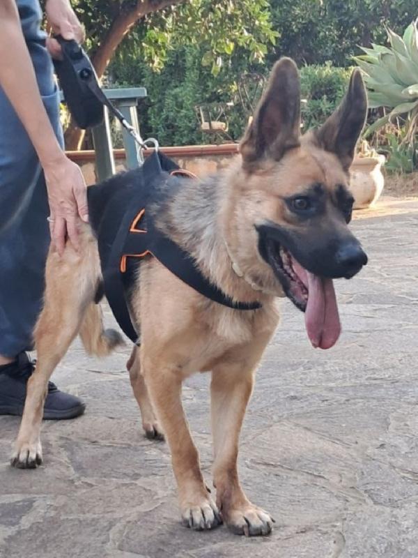 Pastore tedesco femmina 3anni e1/2CIECA scarto di allevamento SUD Foto 3