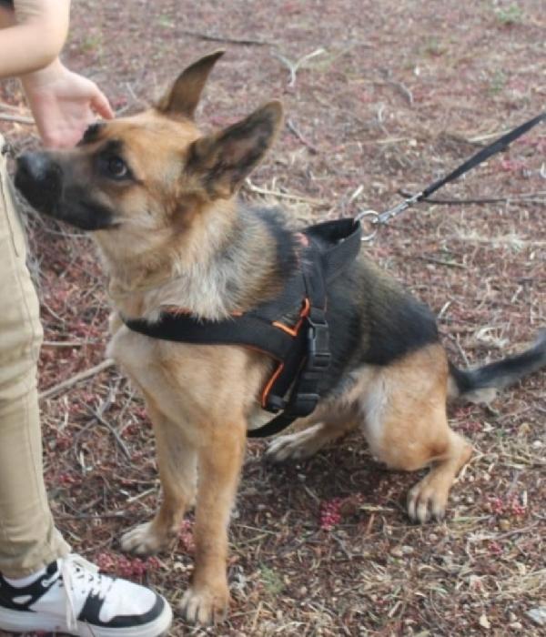 Pastore tedesco femmina 3anni e1/2CIECA scarto di allevamento SUD Foto 4