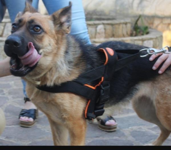 Pastore tedesco femmina 3anni e1/2CIECA scarto di allevamento SUD Foto 6