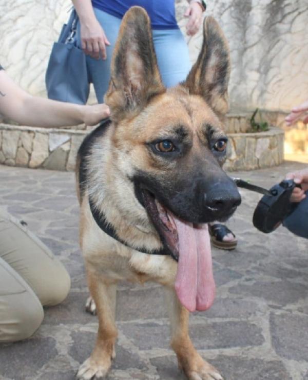 Pastore tedesco femmina 3anni e1/2CIECA scarto di allevamento SUD Foto 7