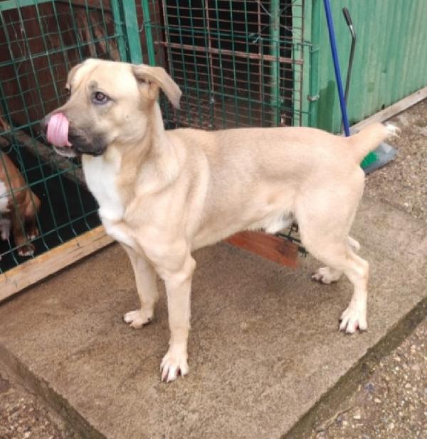 Cody 4anni salito 3anni fa e rifiutato MILANO Foto 2