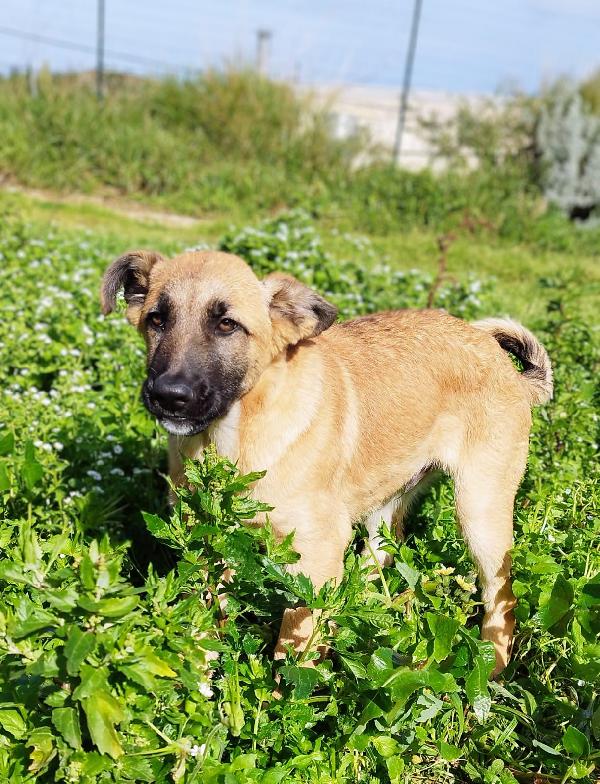 Duffy 4 mesi e mezzo  Foto 2