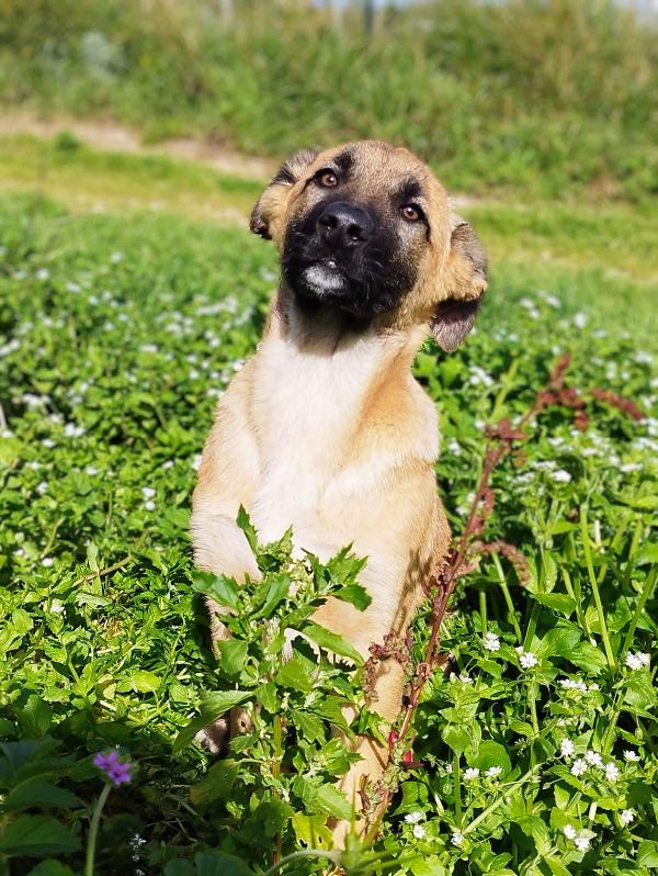 Duffy 4 mesi e mezzo  Foto 3