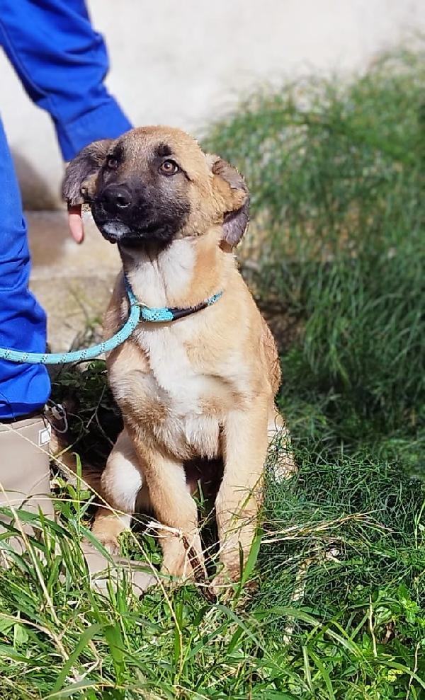 Duffy 4 mesi e mezzo  Foto 5