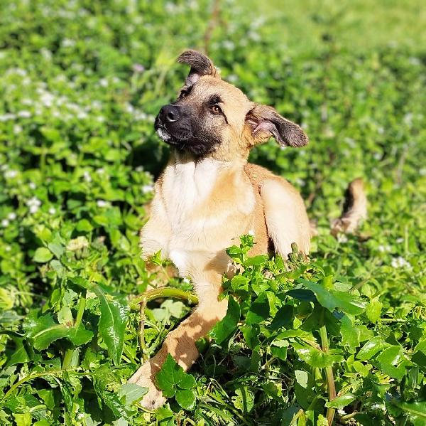 Duffy 4 mesi e mezzo  Foto 6