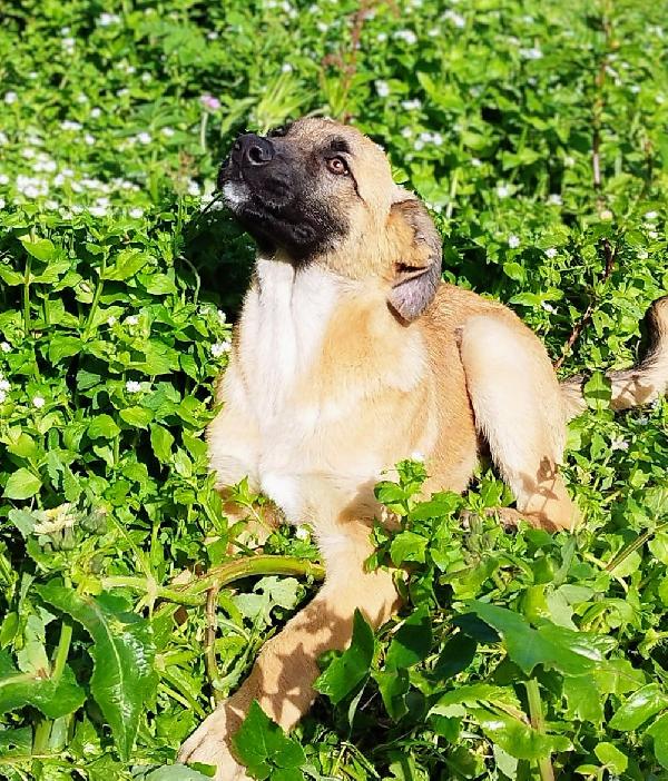 Duffy 4 mesi e mezzo  Foto 7