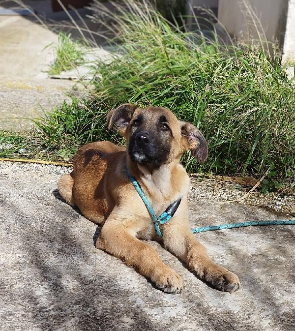 Duffy 4 mesi e mezzo  Foto 8