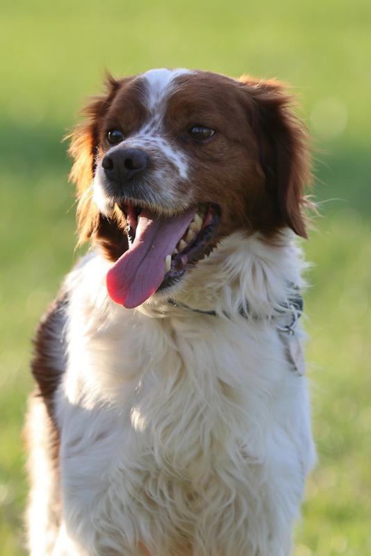 Dick breton cercacasa Foto 2