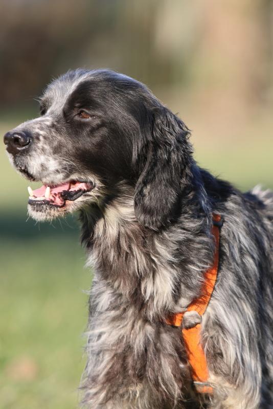 Nero setter cercasa Foto 2