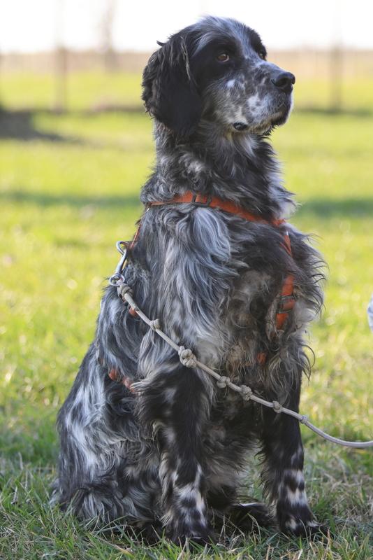 Nero setter cercasa Foto 3