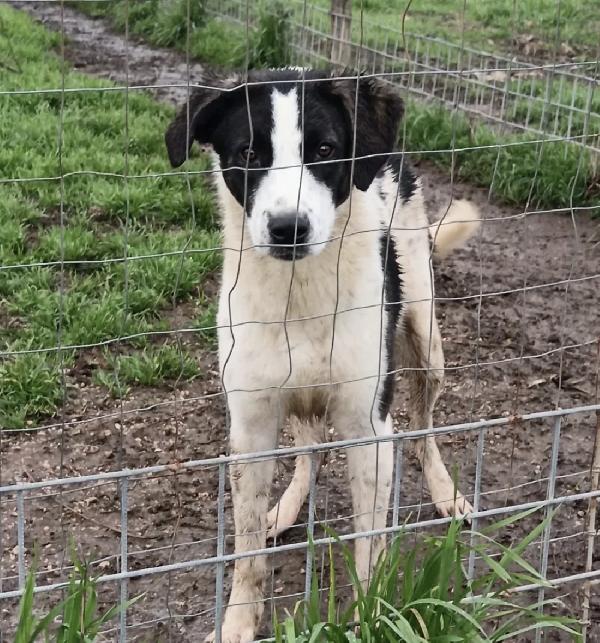 Snoopy, Taglia Media! (25Kg)