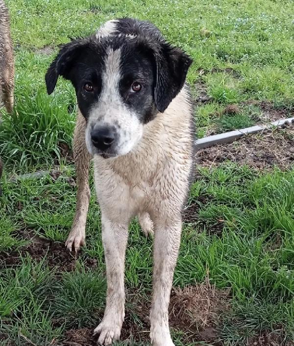 Snoopy, taglia media! (25kg) Foto 2