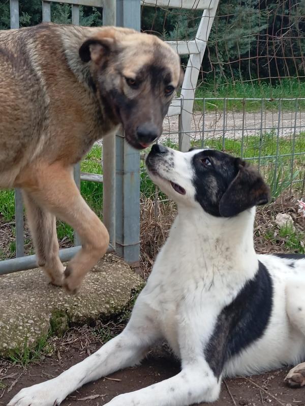 Snoopy, taglia media! (25kg) Foto 3