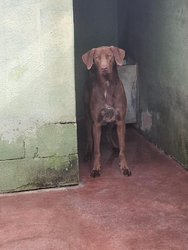 Duca, simil bracco!  Foto 2