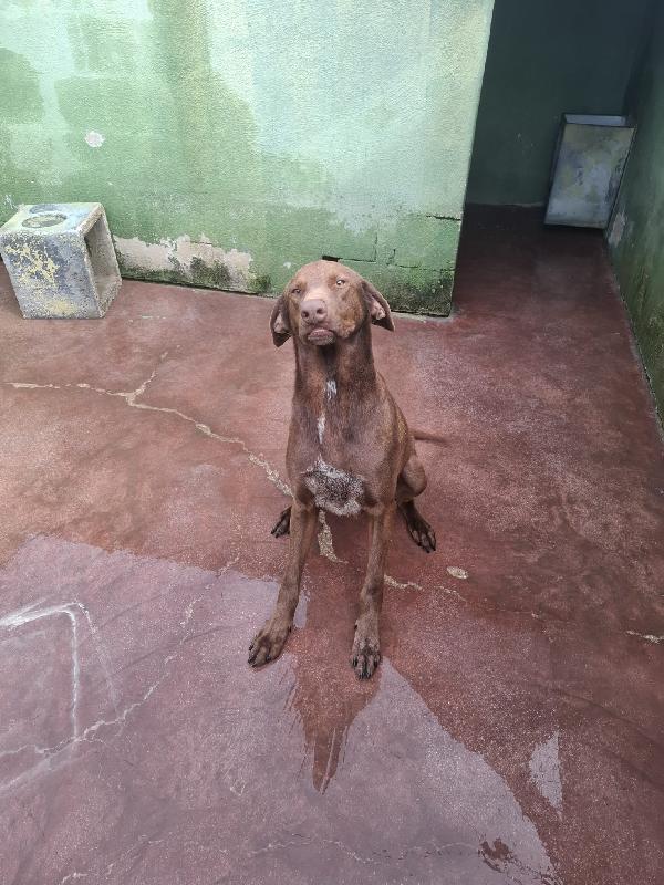 Duca, simil bracco!  Foto 3