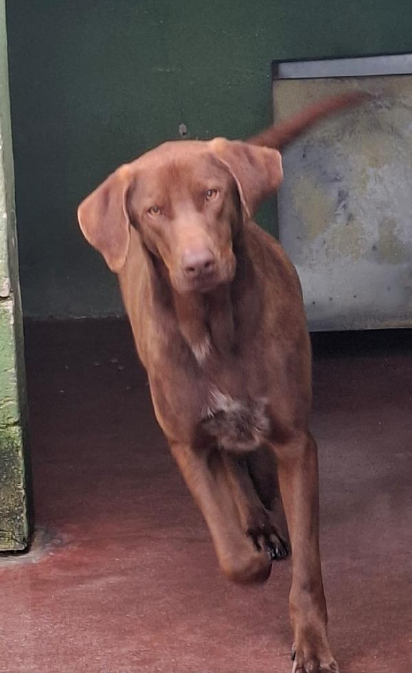 Duca, simil bracco!  Foto 4