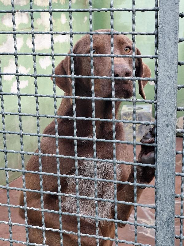 Duca, simil bracco!  Foto 5