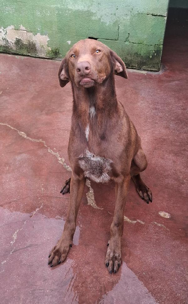 Duca, simil bracco!  Foto 6