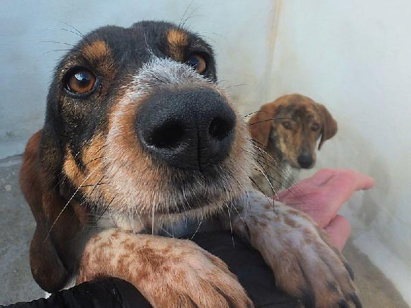 Lutezia dolcissima segugia Foto 2