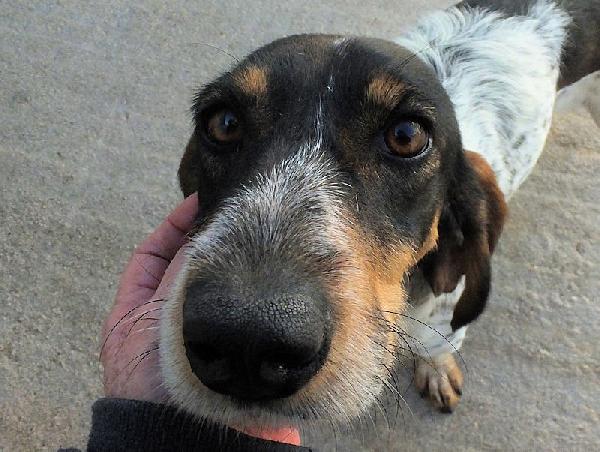 Lutezia dolcissima segugia Foto 3