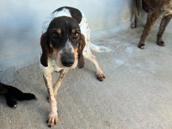 Lutezia dolcissima segugia Foto 4