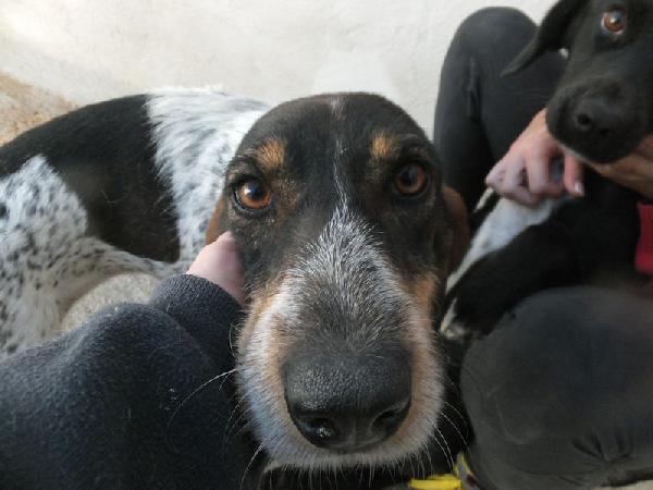 Lutezia dolcissima segugia Foto 5