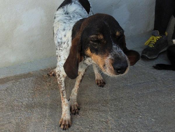 Lutezia dolcissima segugia Foto 8