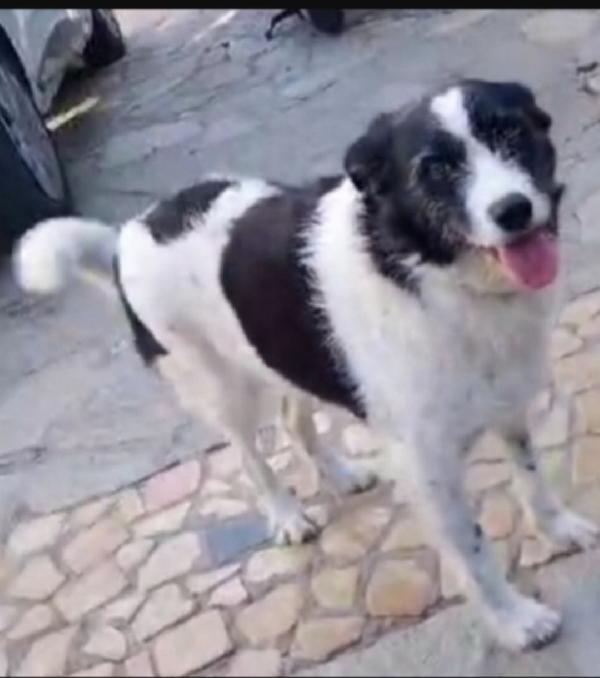 Mara Circa 5Anni Tg Media Salvata Da 1Lager Napoli