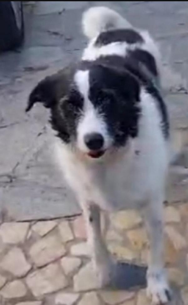 Mara circa 5anni tg media salvata da 1lager NAPOLI Foto 2